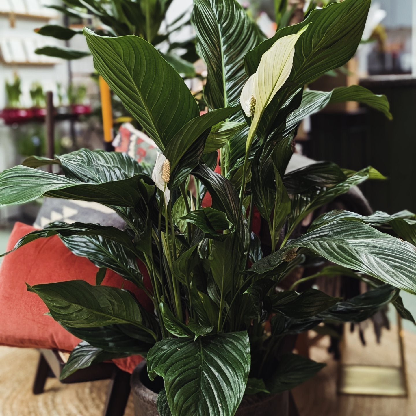 Spathiphllum/ Peace Lily (Large)
