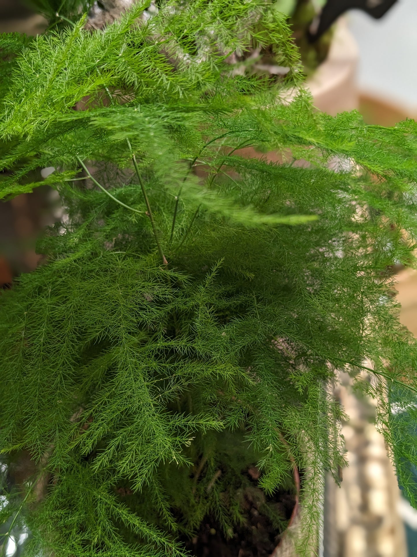 Asparagus Fern