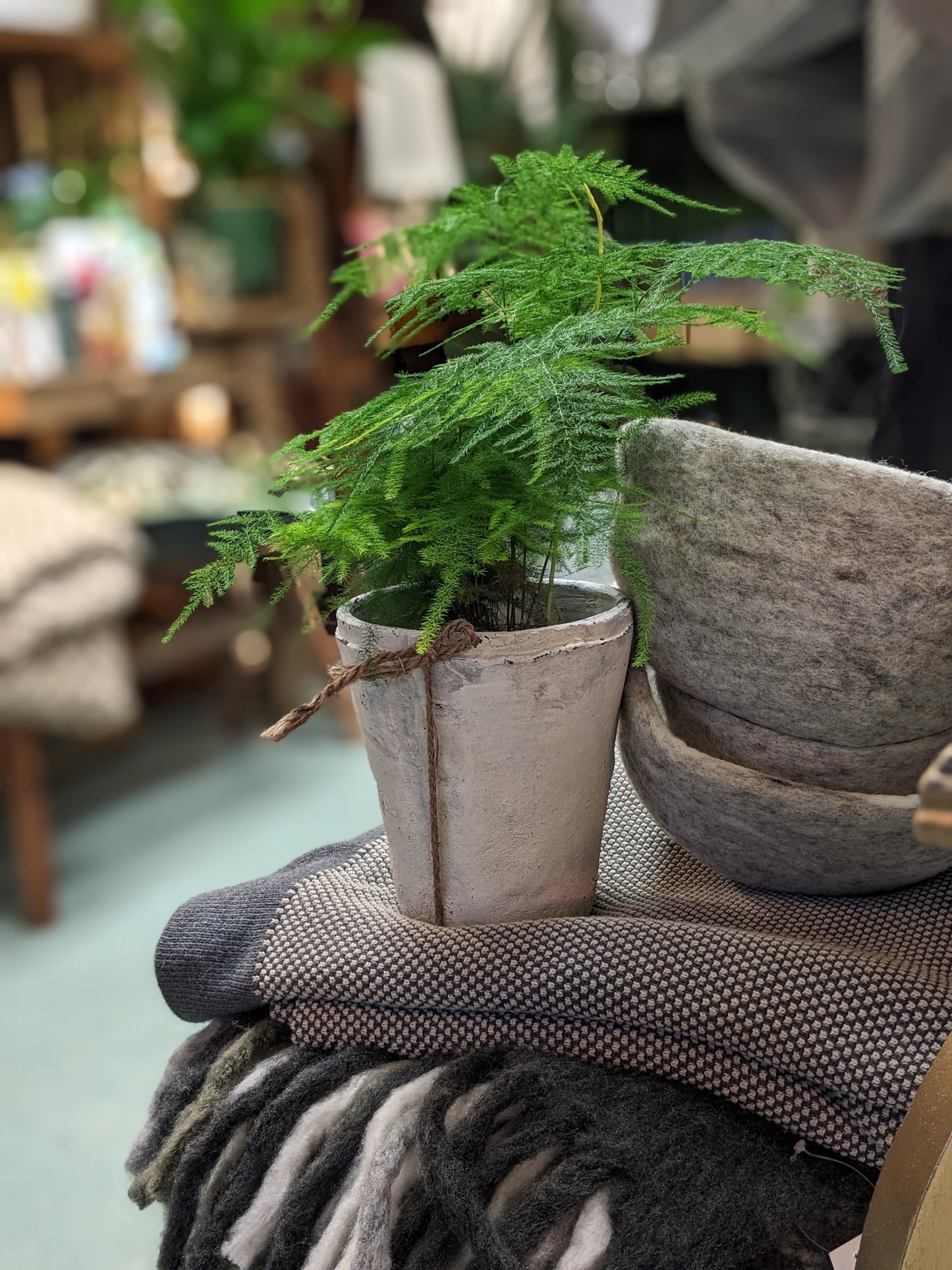 Asparagus Fern