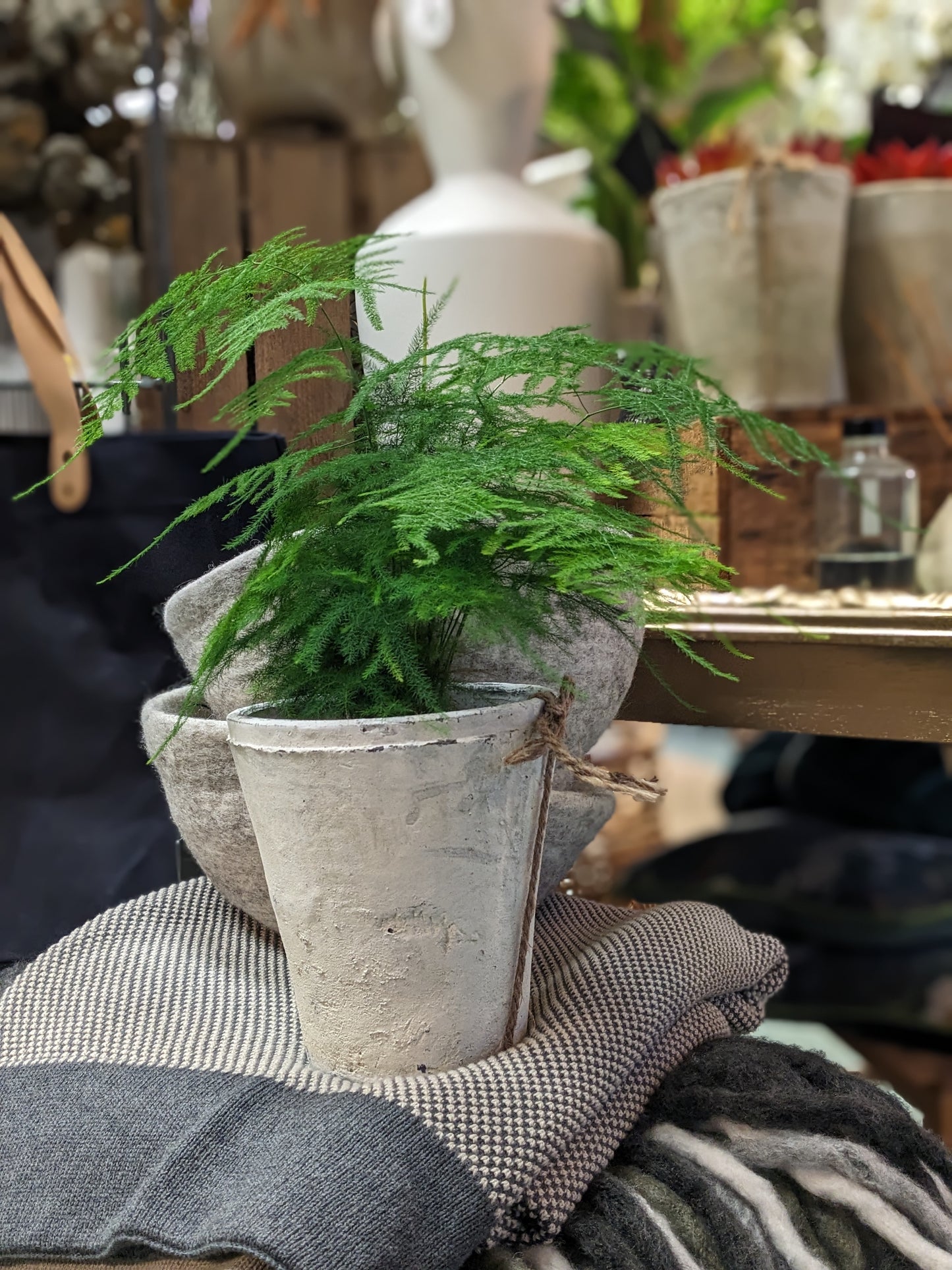 Asparagus Fern