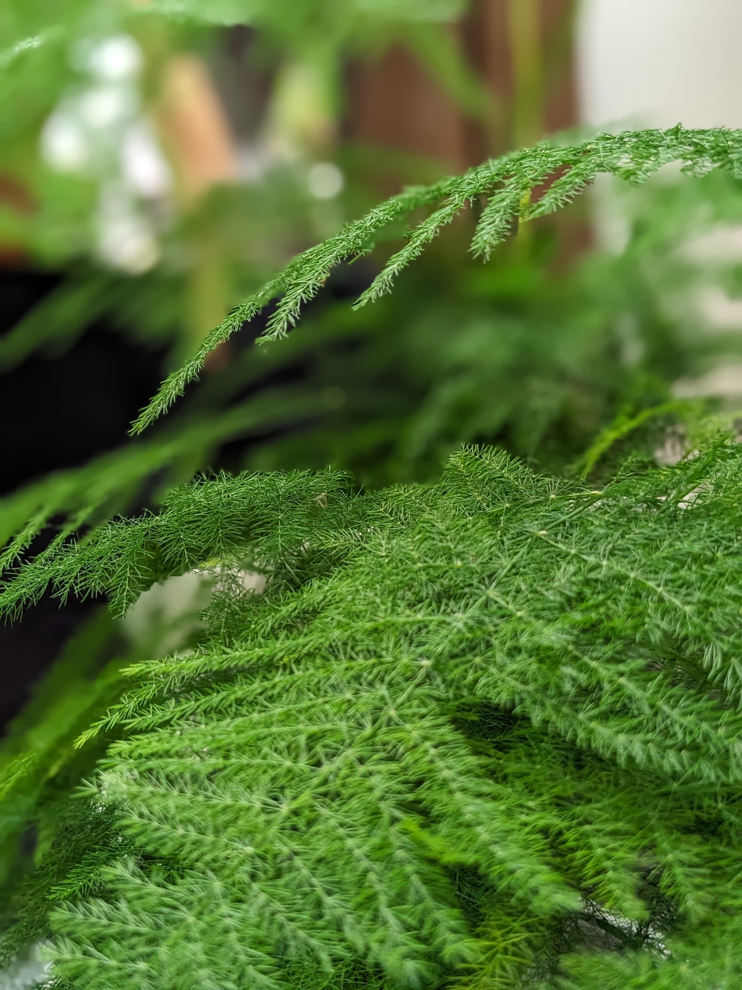 Asparagus Fern