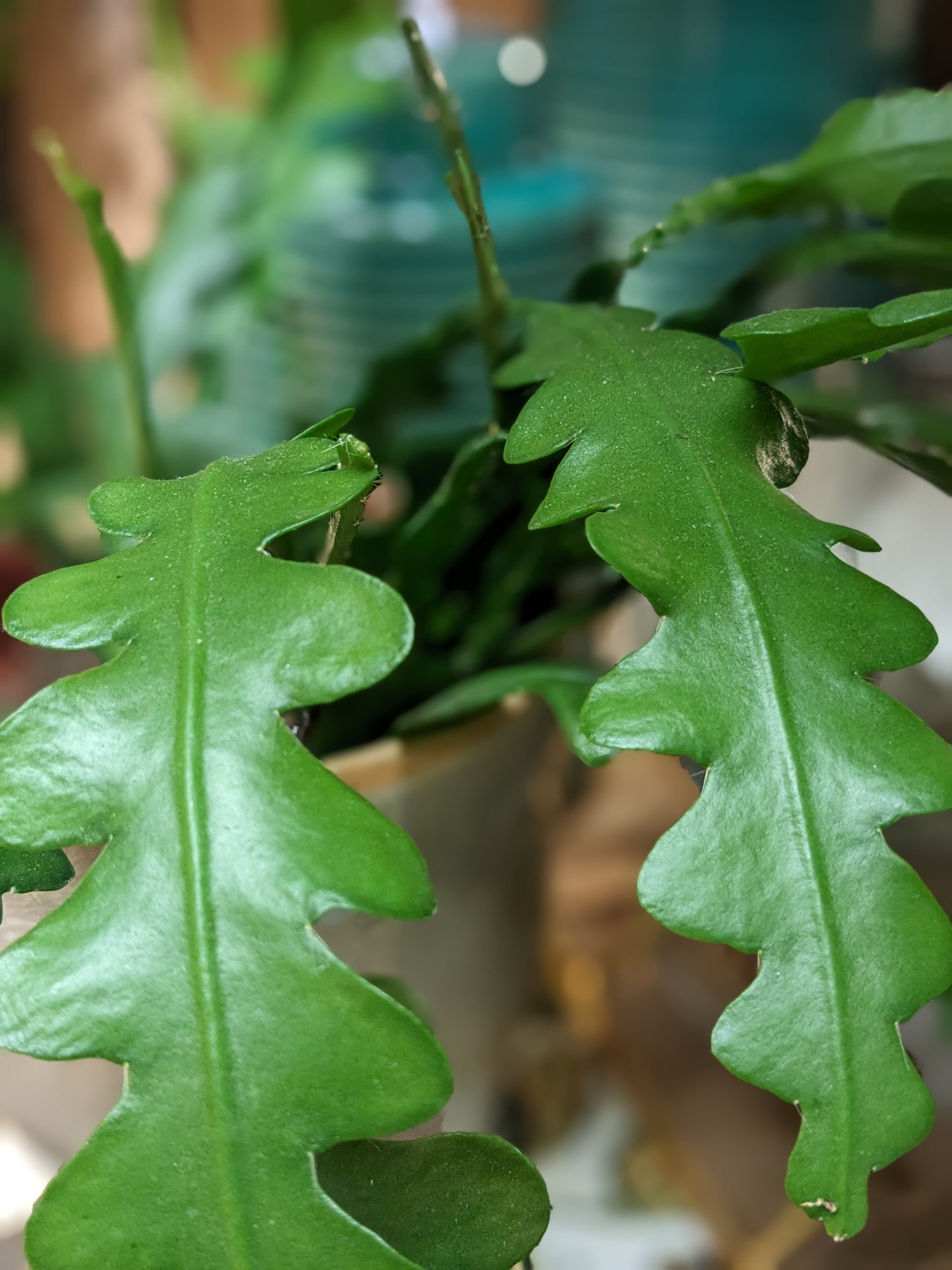 Fishbone Cactus