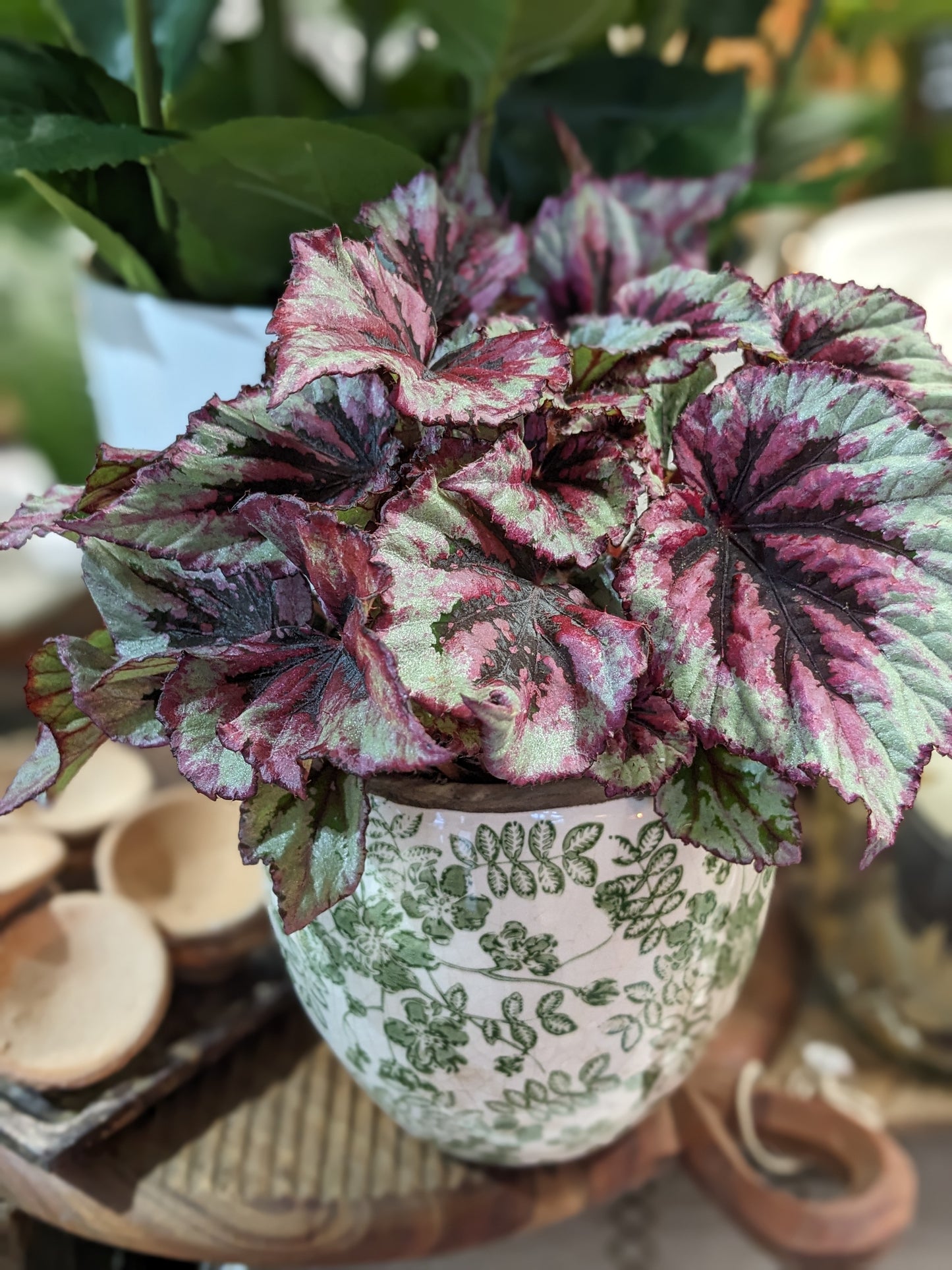 Begonia 'Rex'