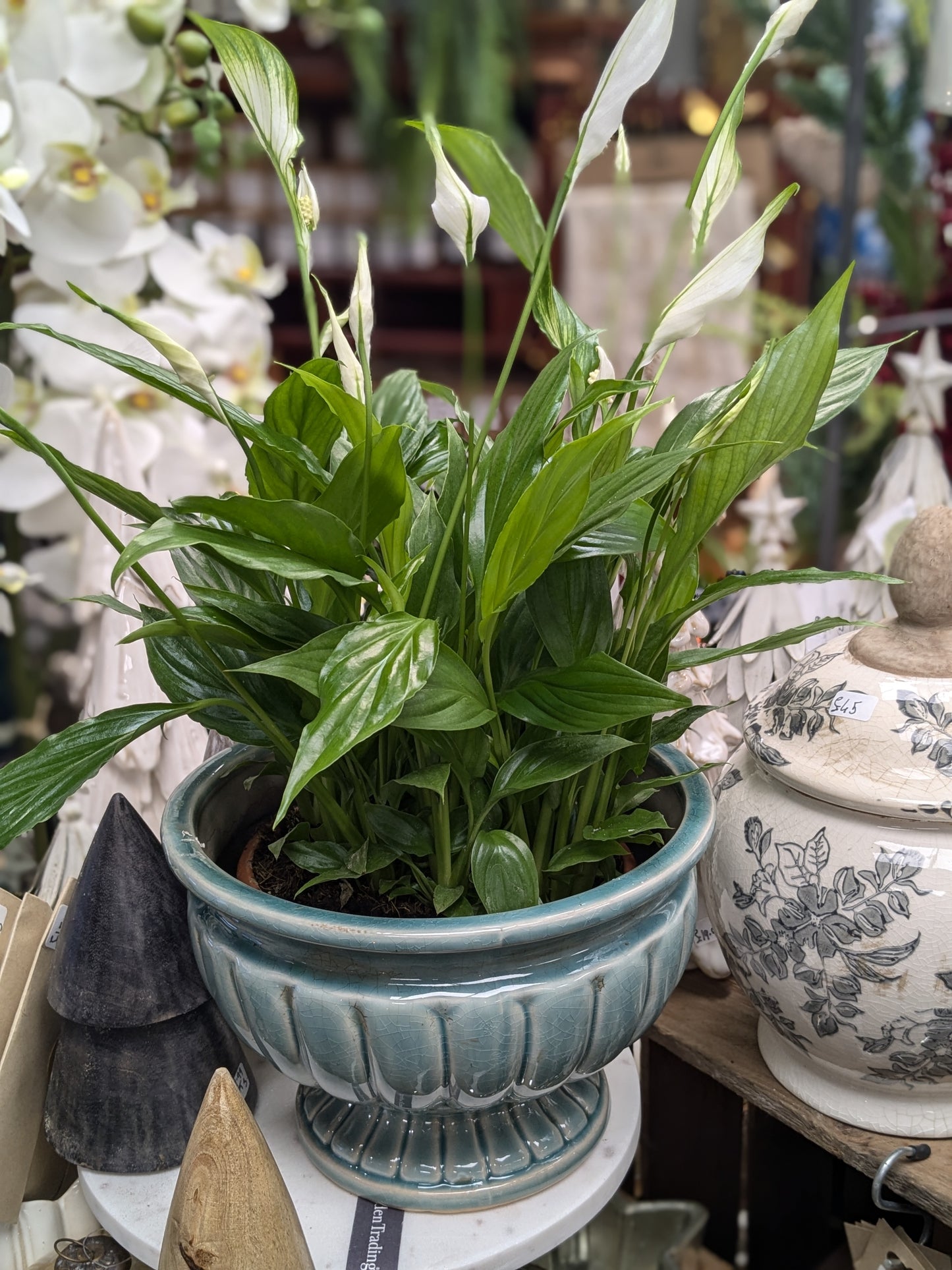 Spathiphllum / Peace Lily (Petite)