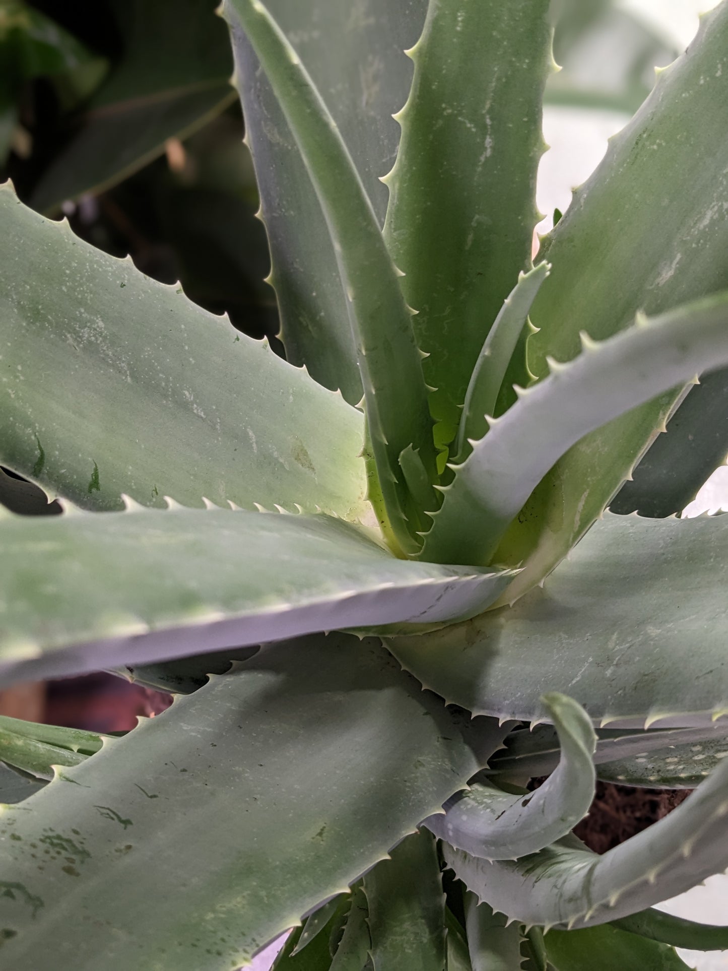 Aloe Vera (Ceramic pot)