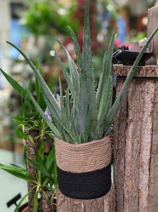 Aloe Vera (Rustic pot)