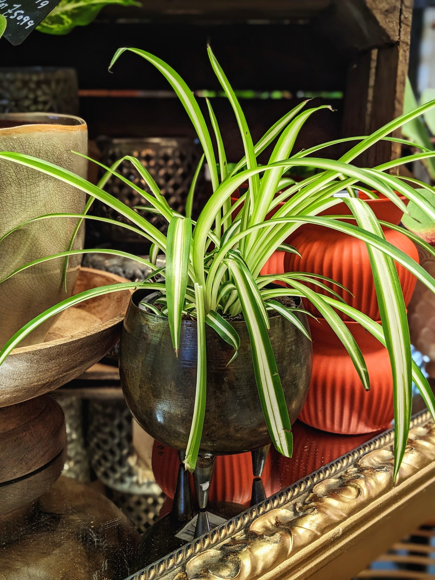 Spider Plant