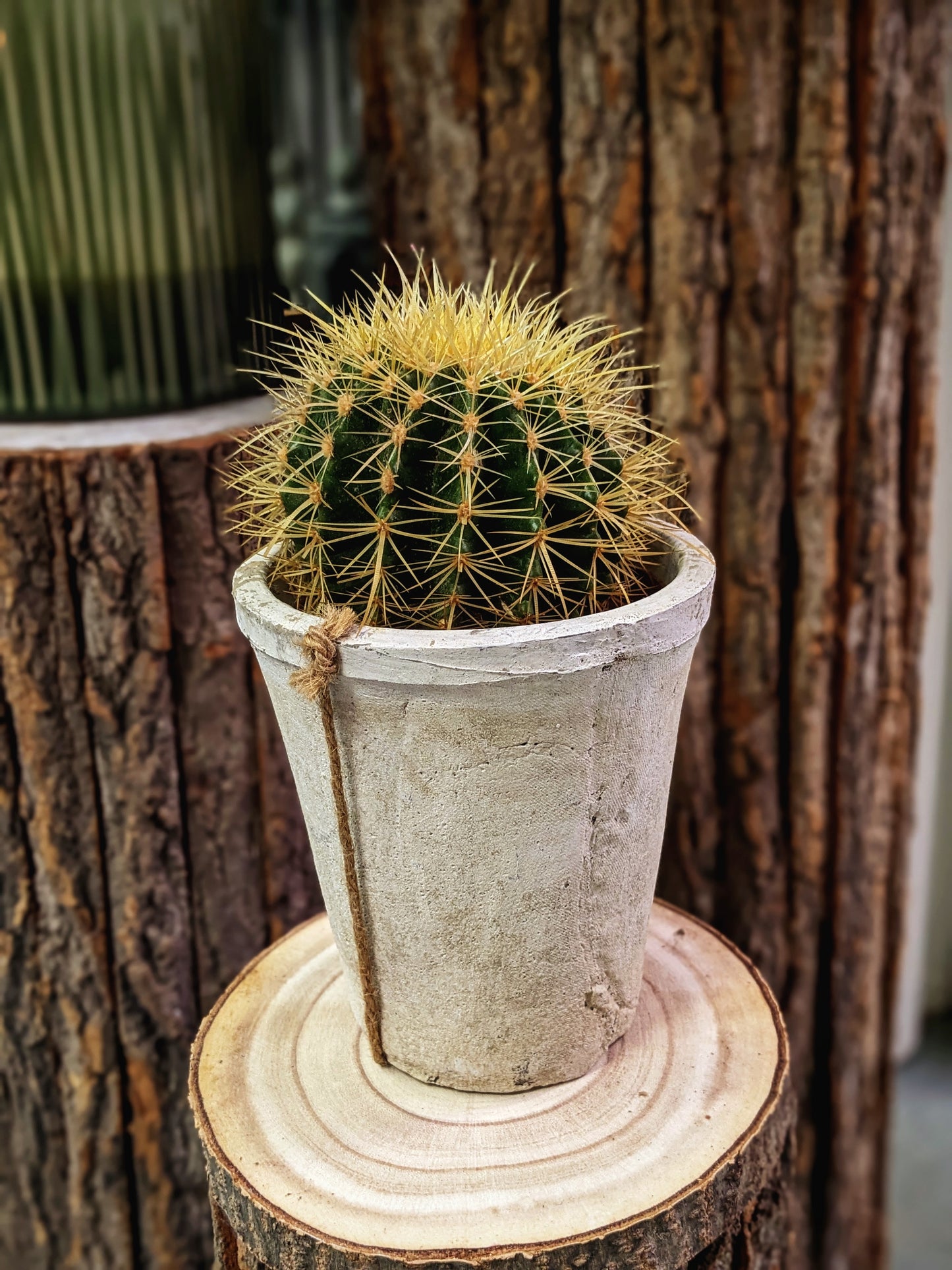 Grumpy (Cactus)