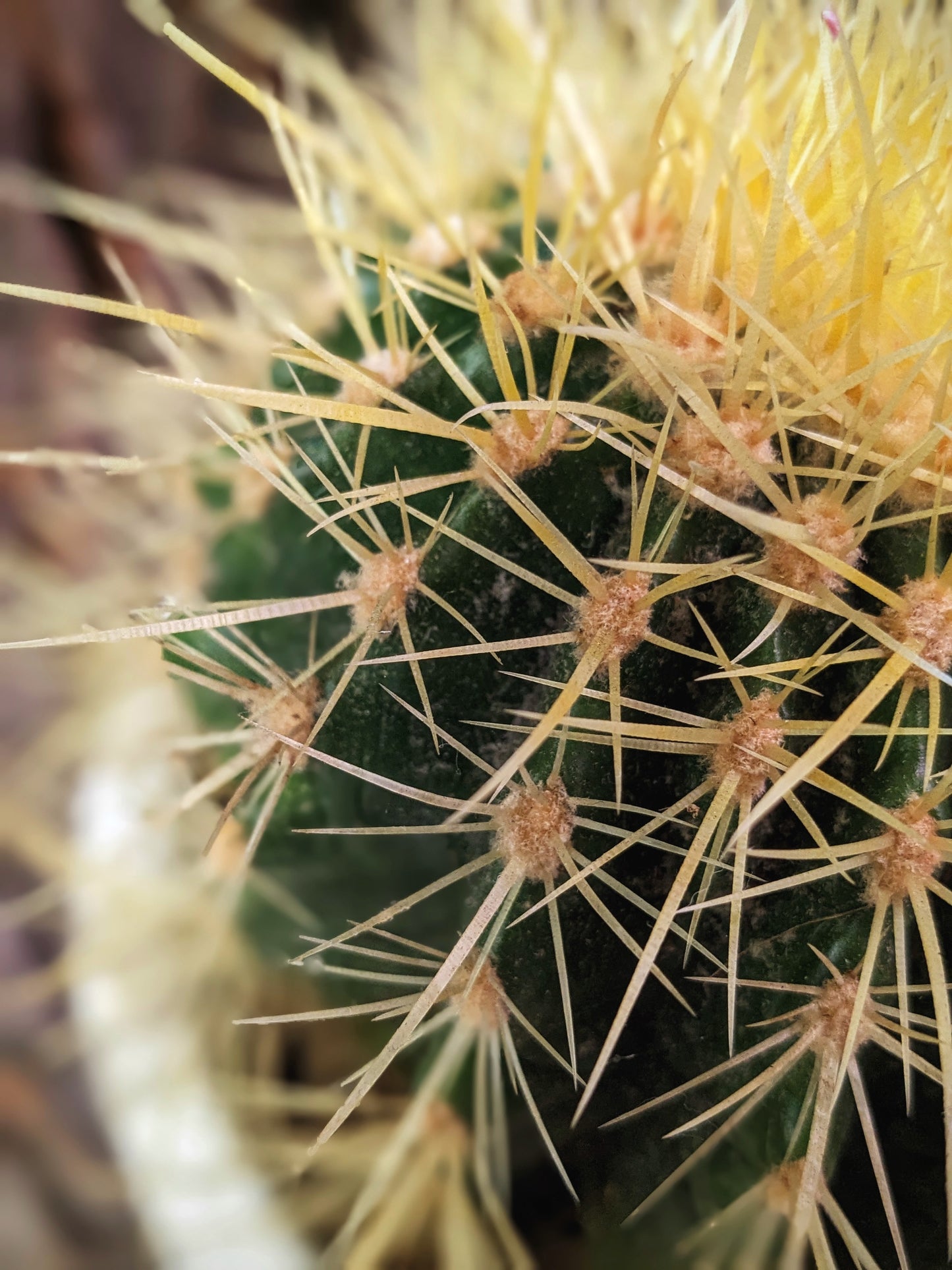 Grumpy (Cactus)