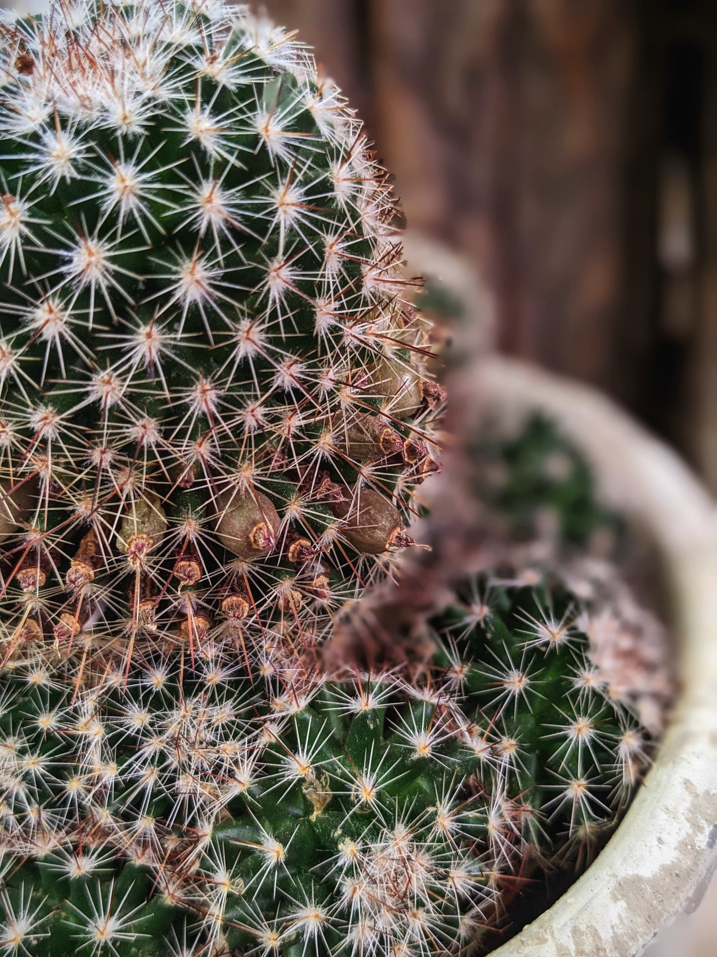 Ouchy (Cactus)