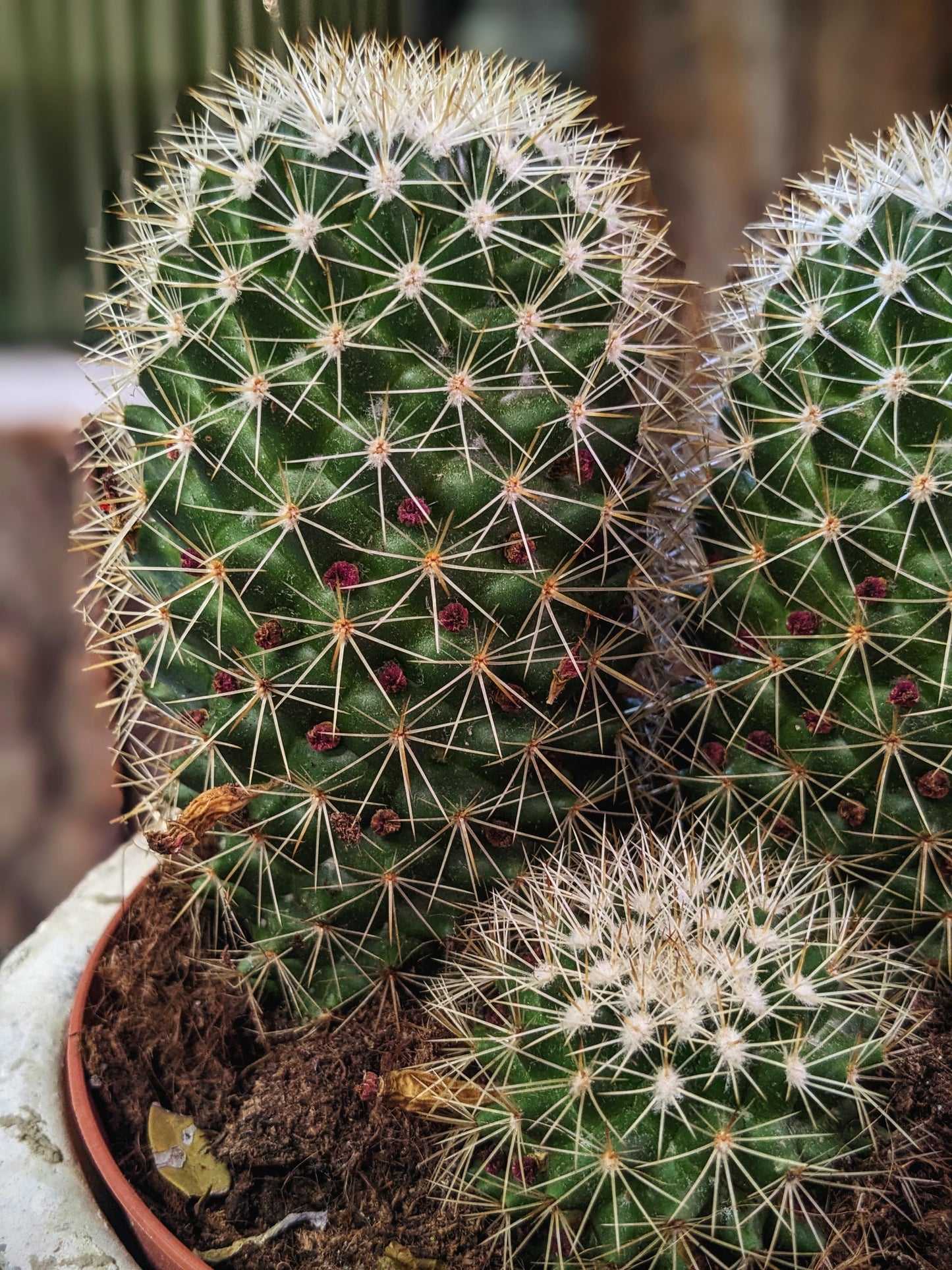 Pokey (Cactus)