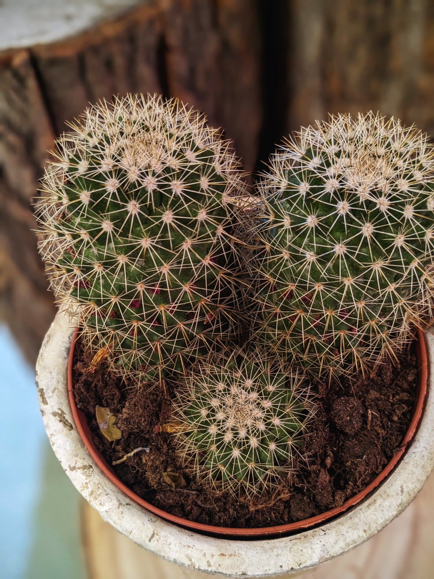 Pokey (Cactus)