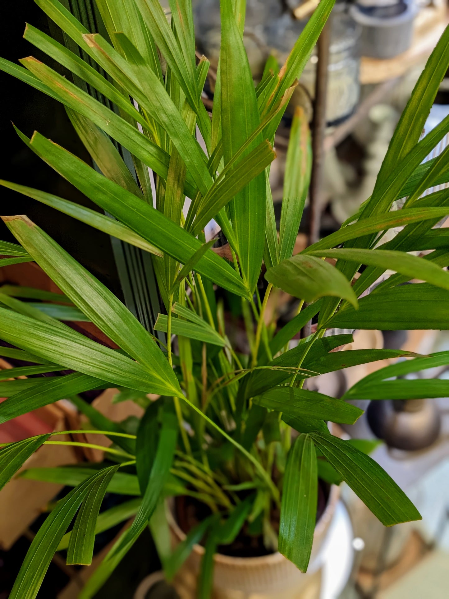 Areca Palm (Ceramic pot)