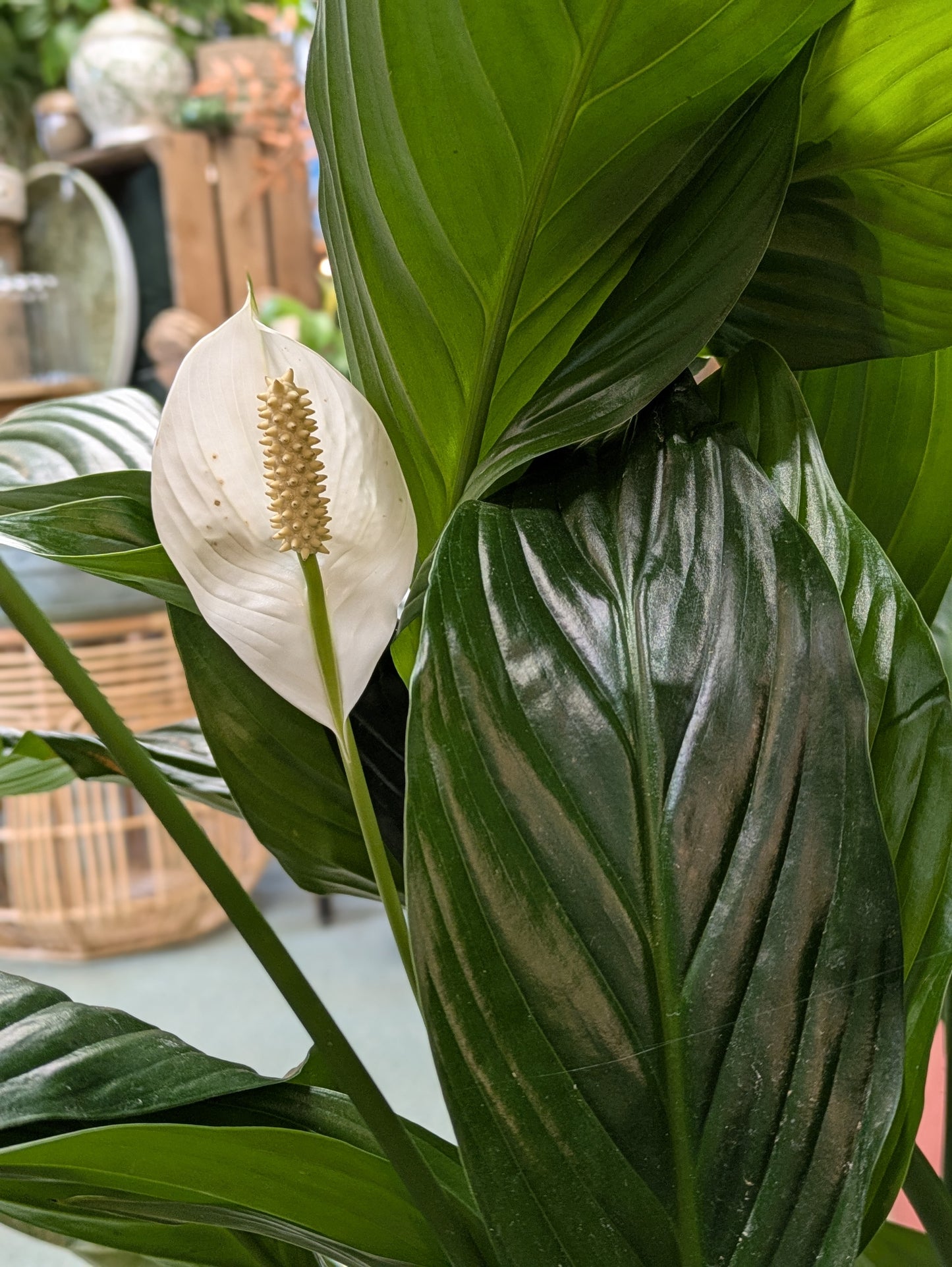 Spathiphllum/ Peace Lily (Large)