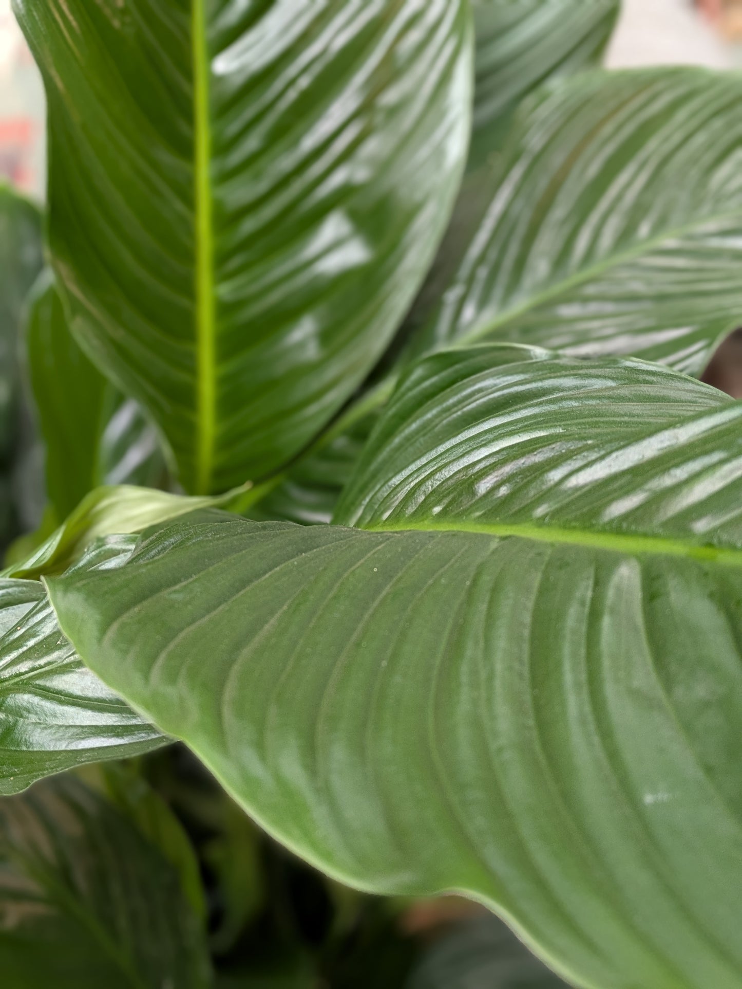 Spathiphllum/ Peace Lily (Large)