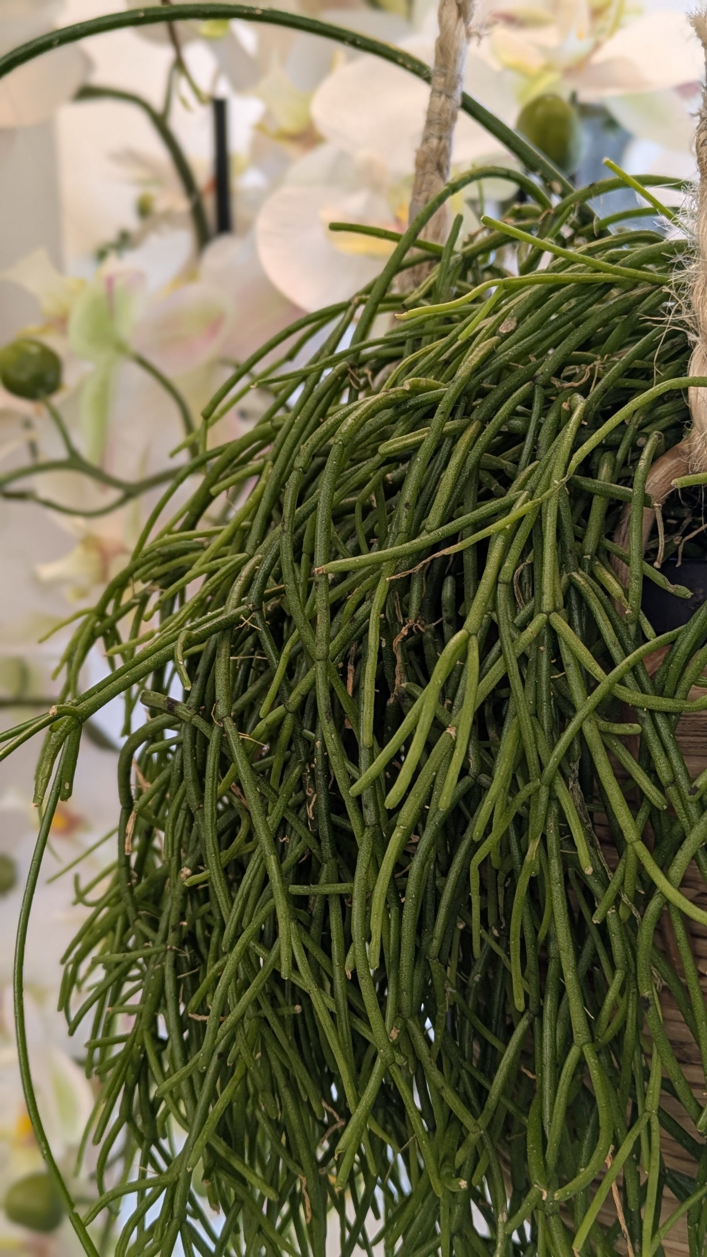 Rhipsalis 'Mistletoe Cactus'