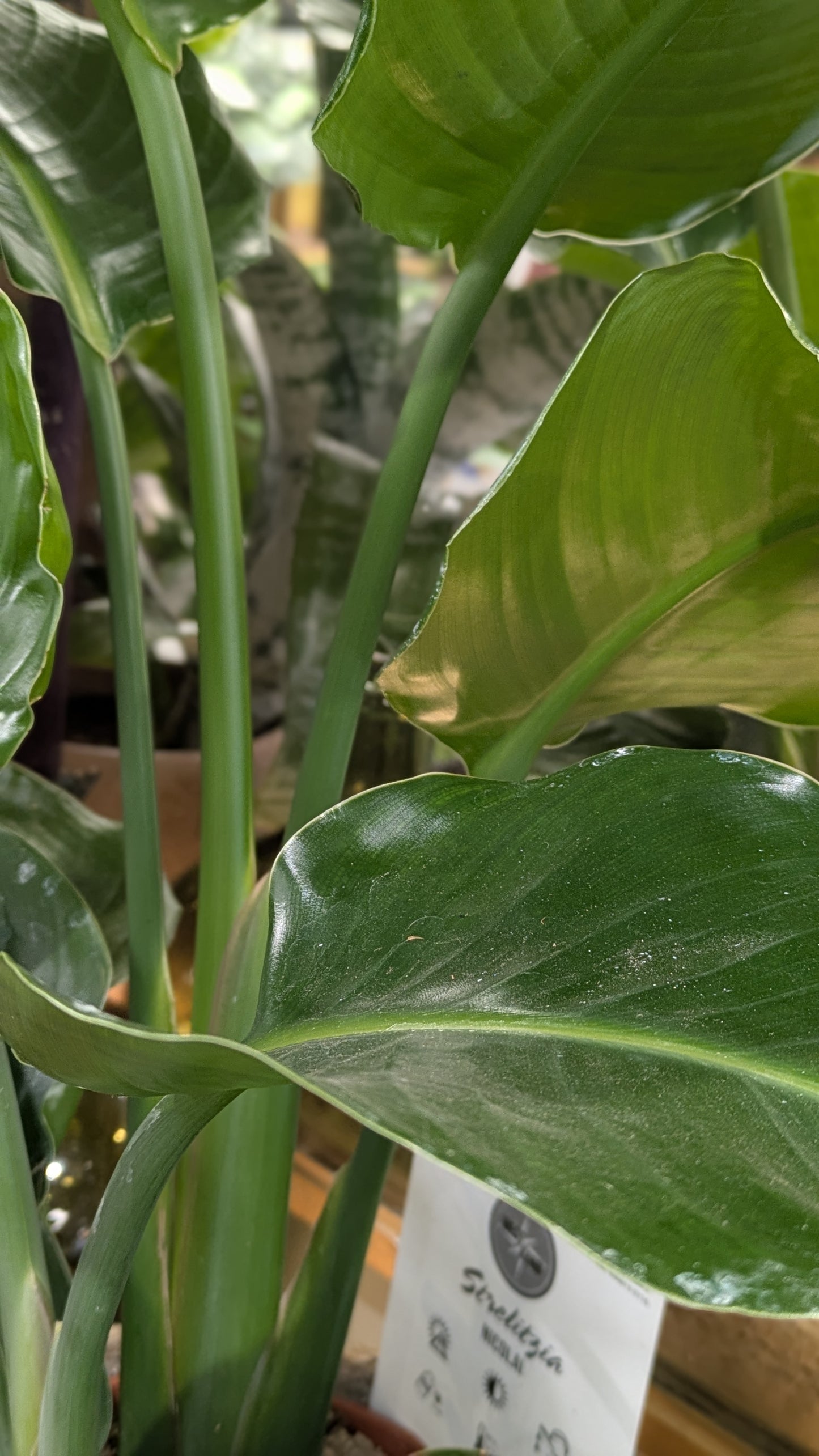 Bird of Paradise (Small)