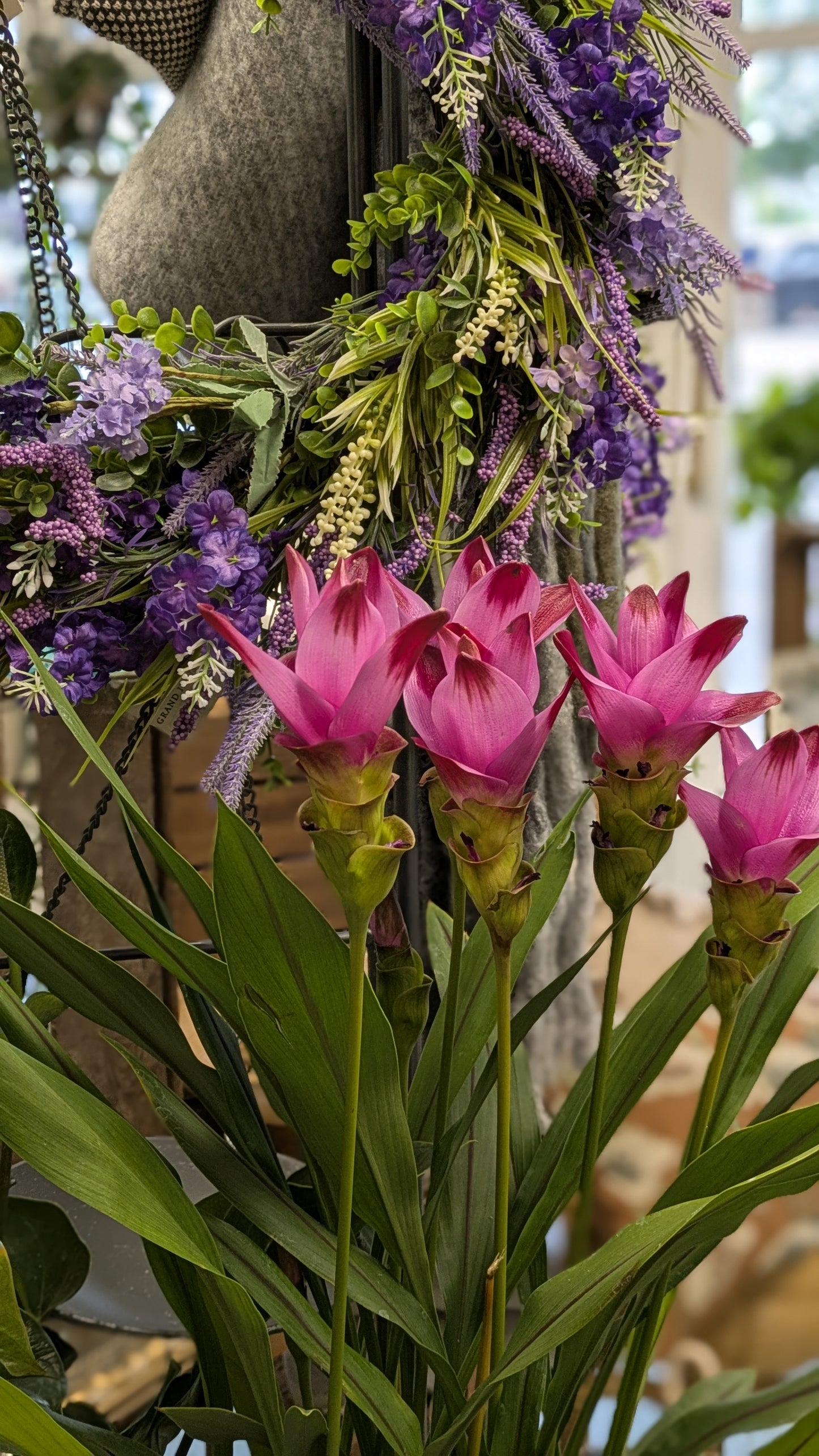 Curcuma