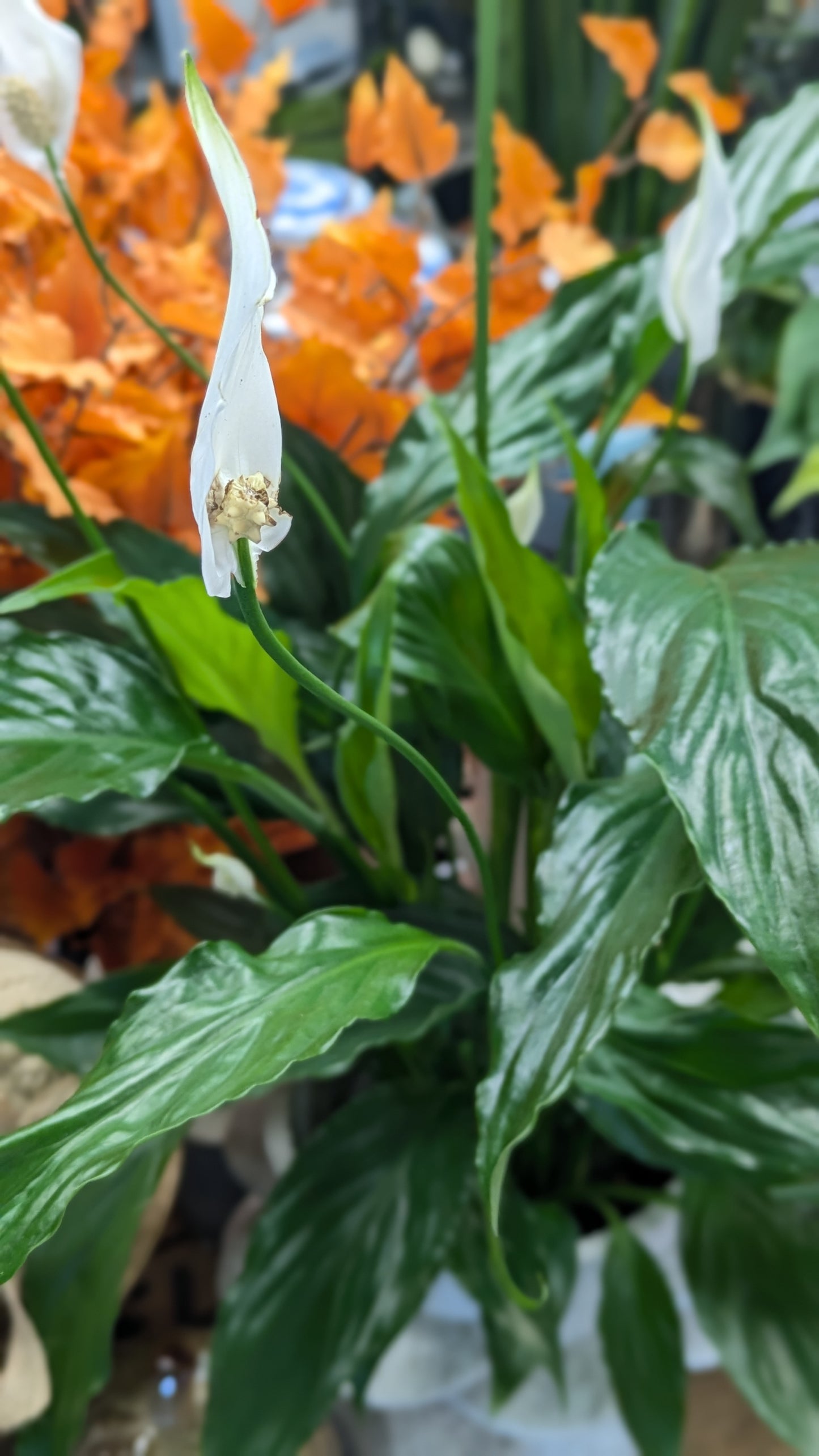 Spathiphllum / Peace Lily (Medium)