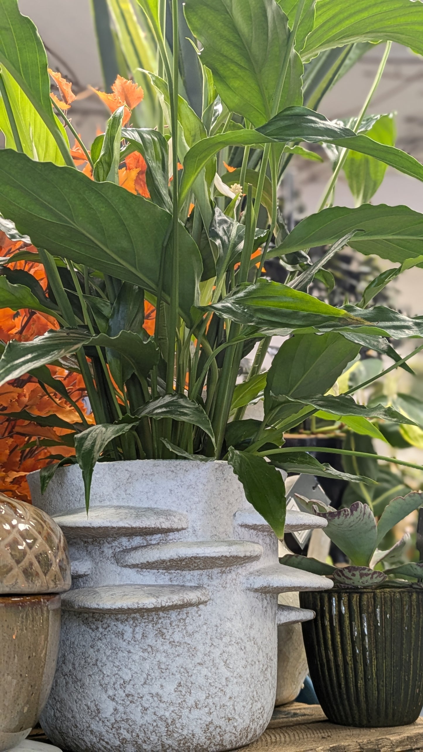 Spathiphllum / Peace Lily (Medium)