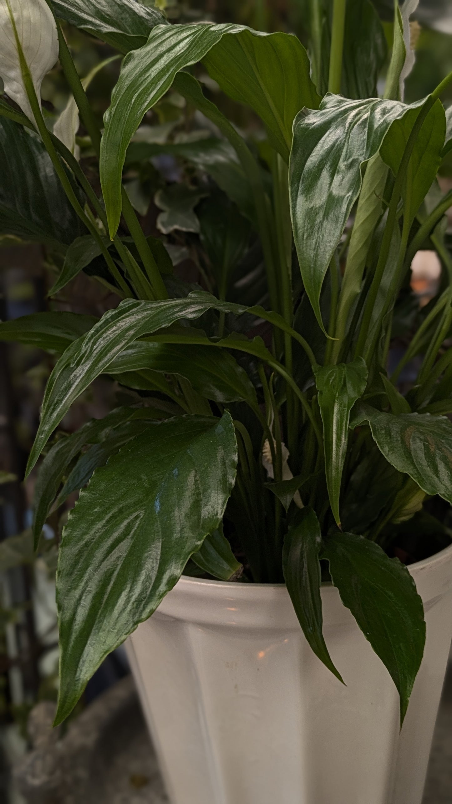 Spathiphllum / Peace Lily (Medium)