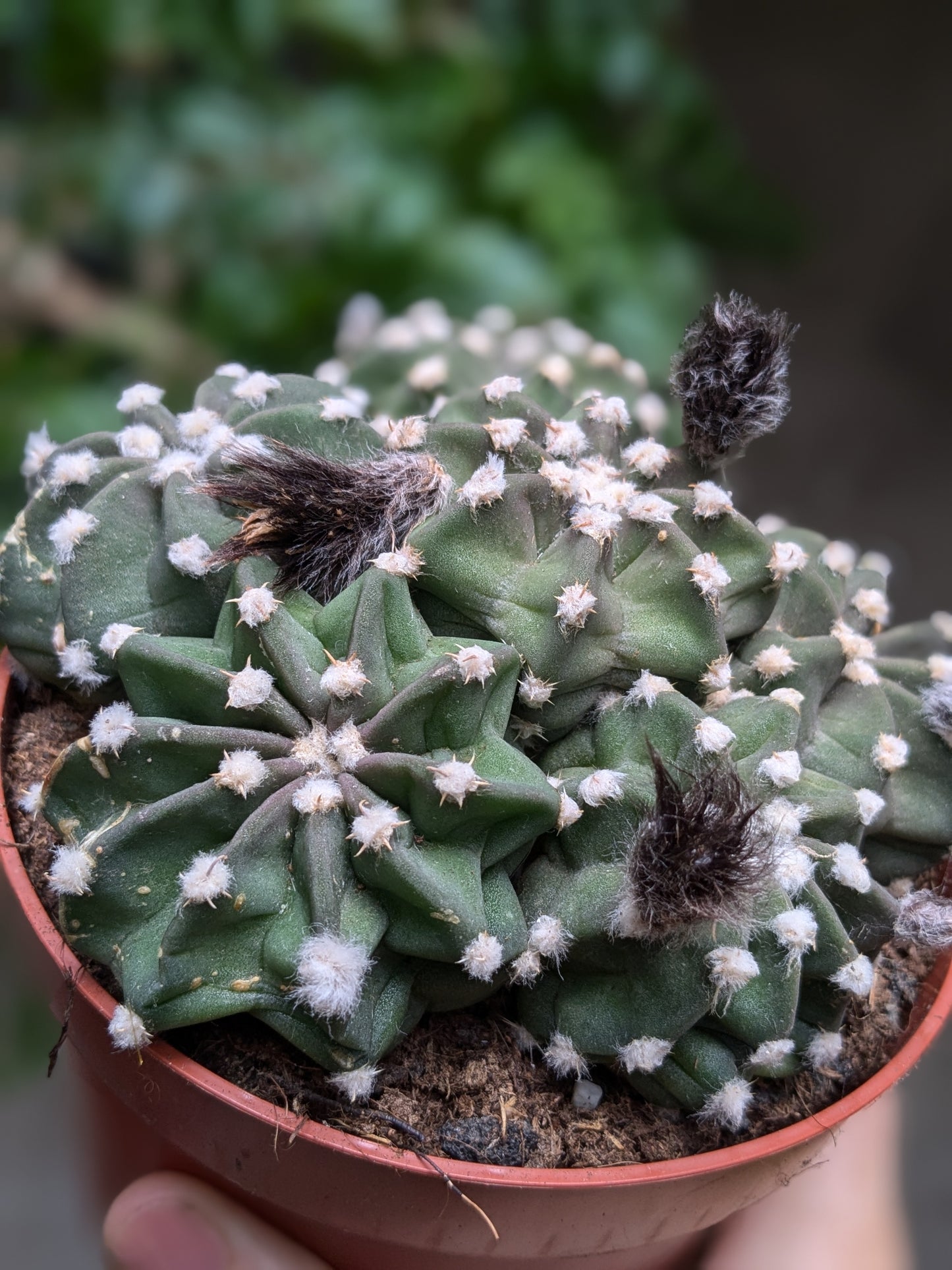 Grouchy (Cactus)