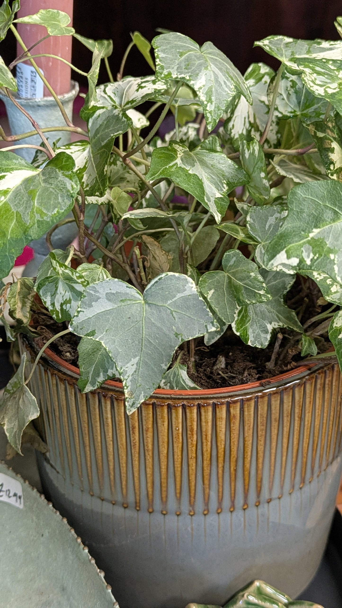 Ivy