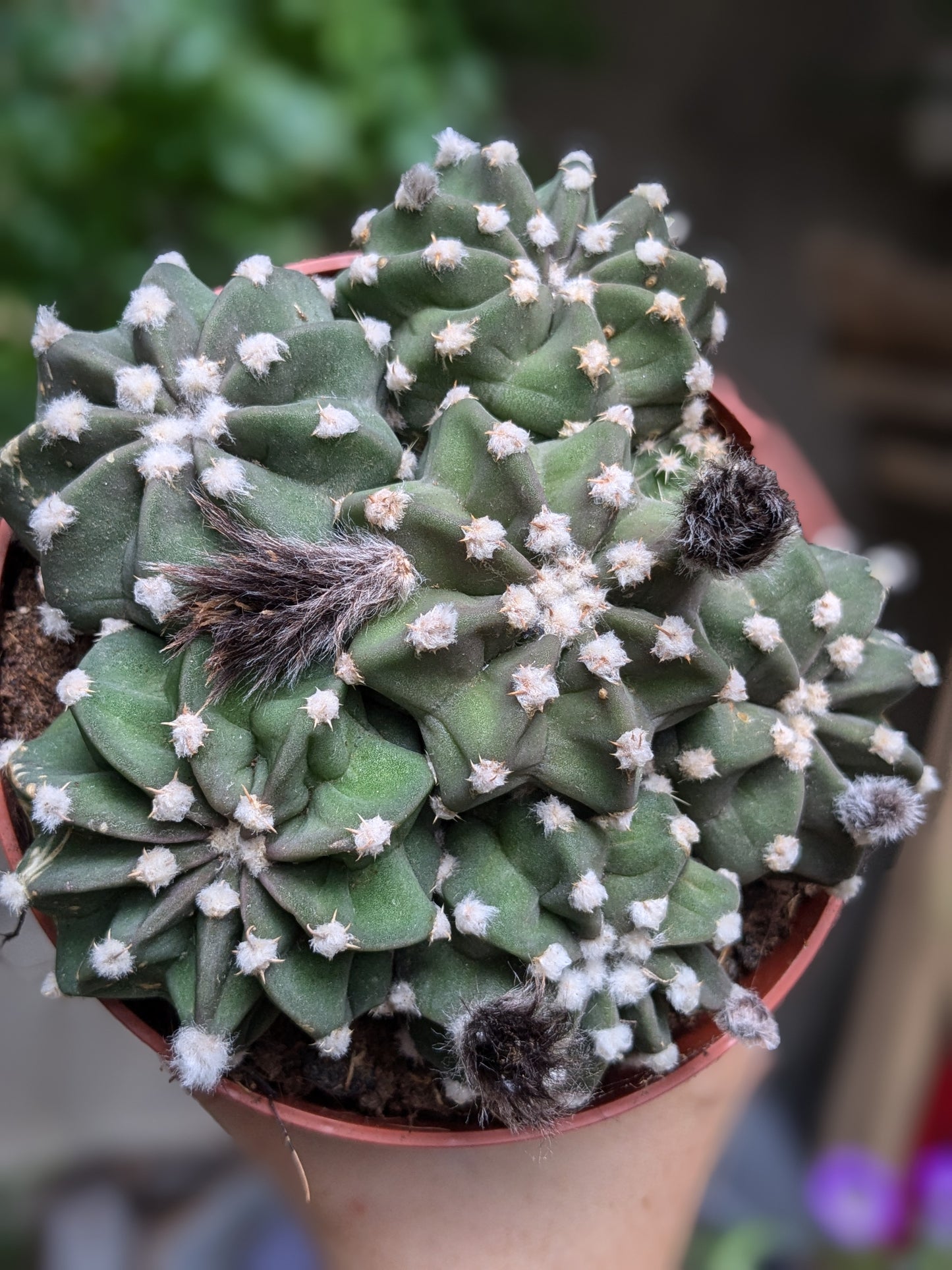 Grouchy (Cactus)