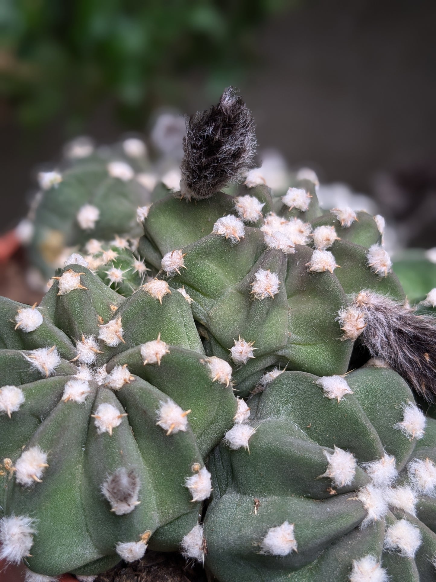 Grouchy (Cactus)