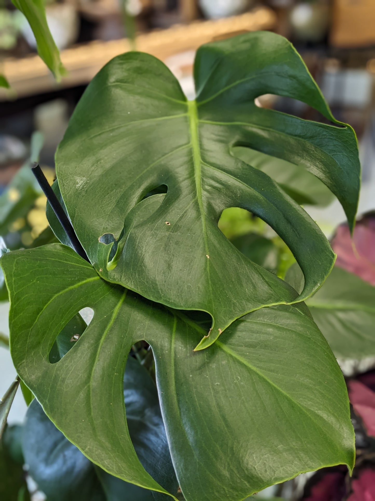 Monstera