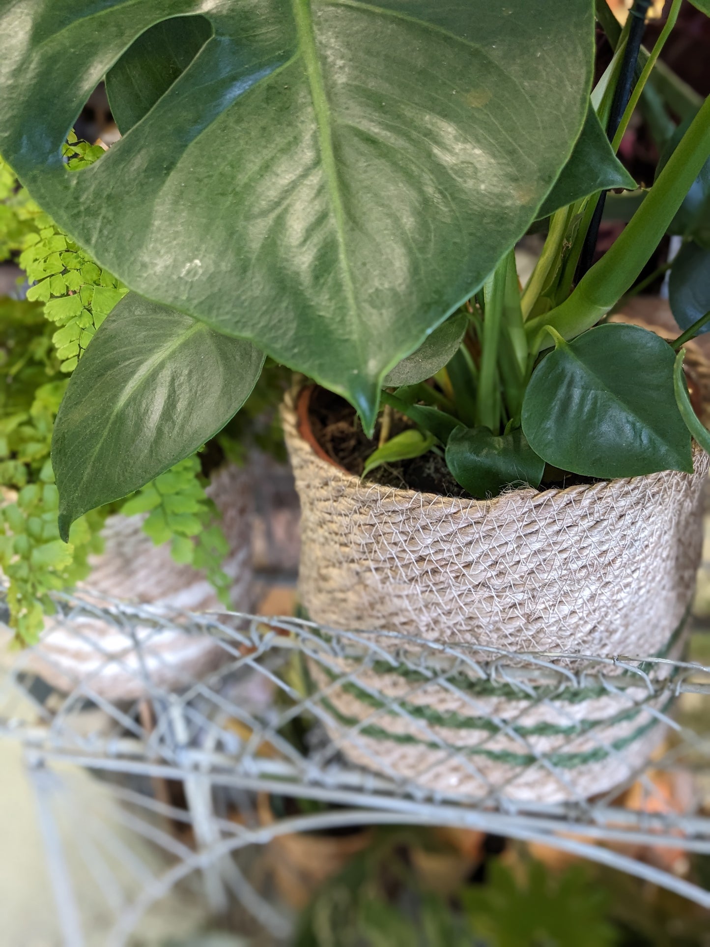 Monstera