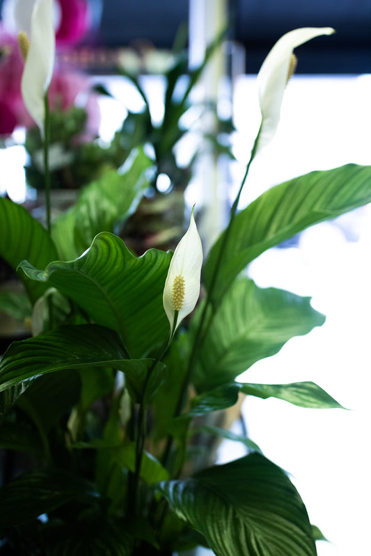 Spathiphllum/ Peace Lily (Large)