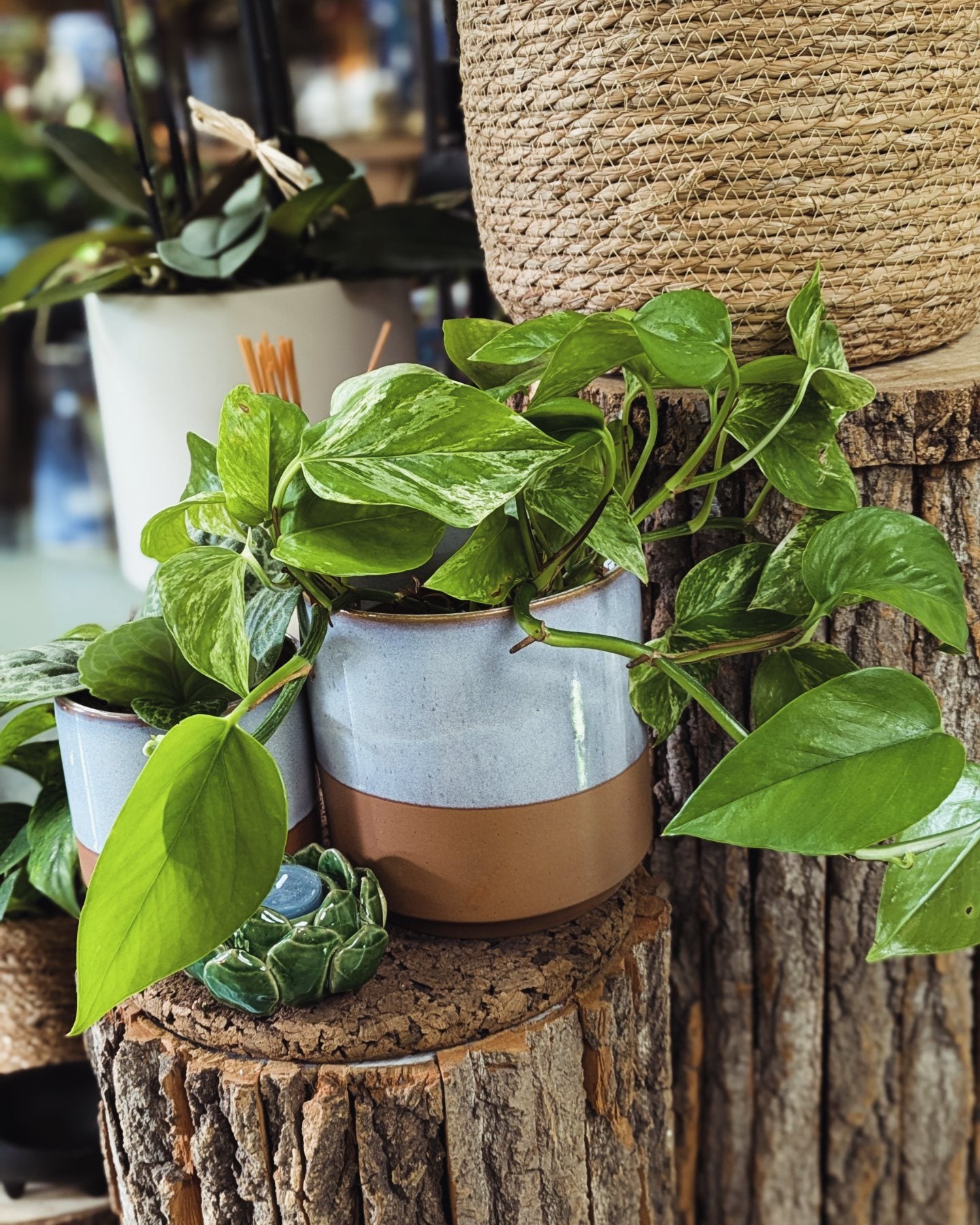 Devil's Ivy (Small) – George Preston Florist