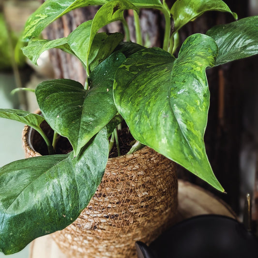 Pothos