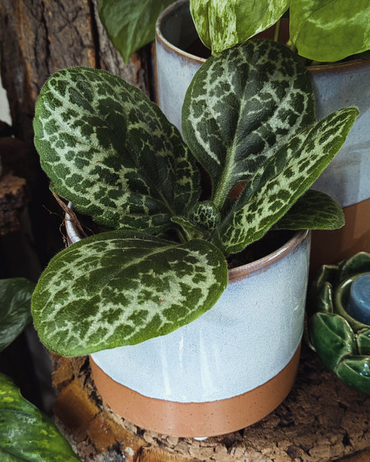 Streptocarpus - Pretty Turtle (Small)