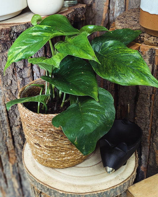 Pothos