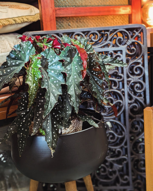 Begonia 'Polka Dot'