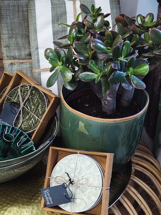 Money Plant