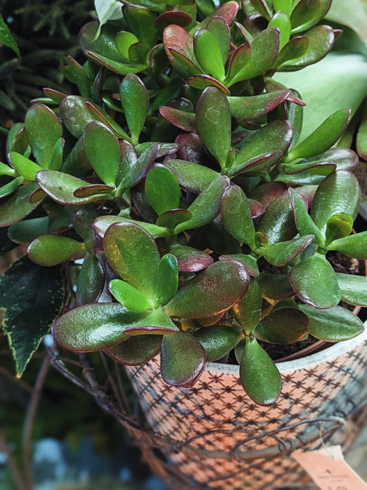 Money Plant