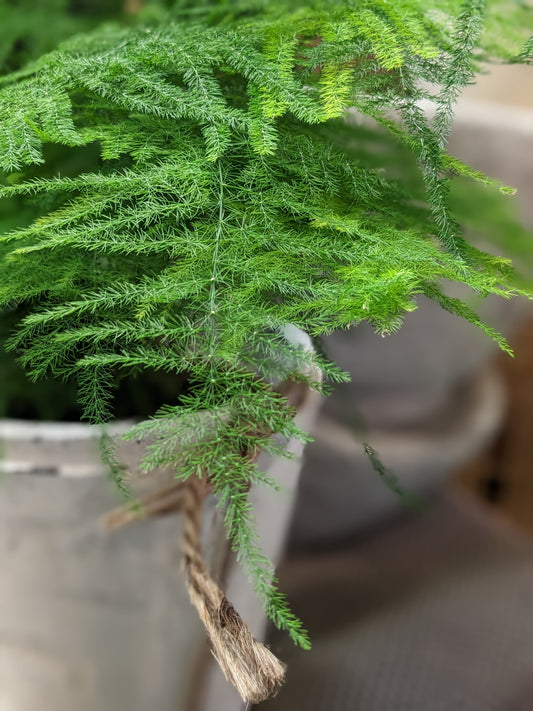 Asparagus Fern