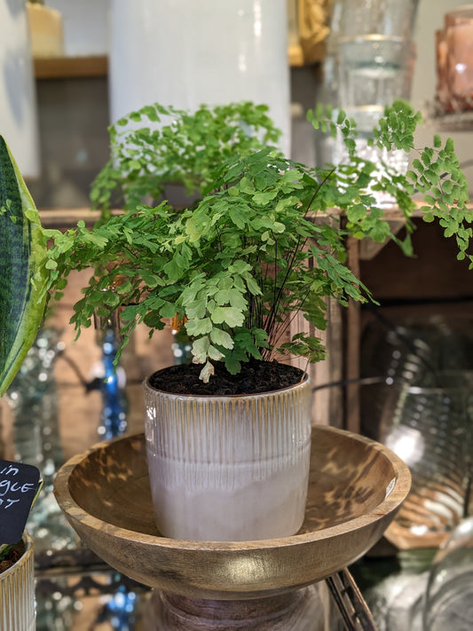 Maidenhair Fern