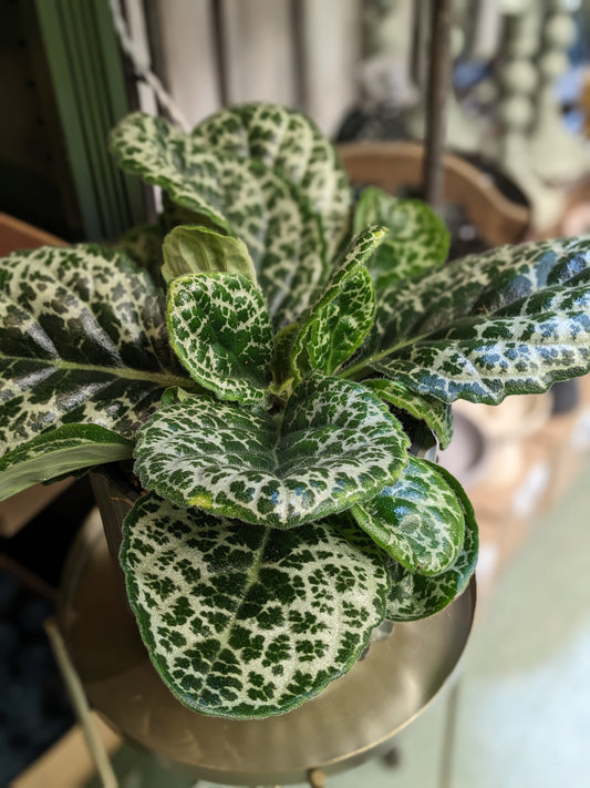 Streptocarpus - Pretty Turtle