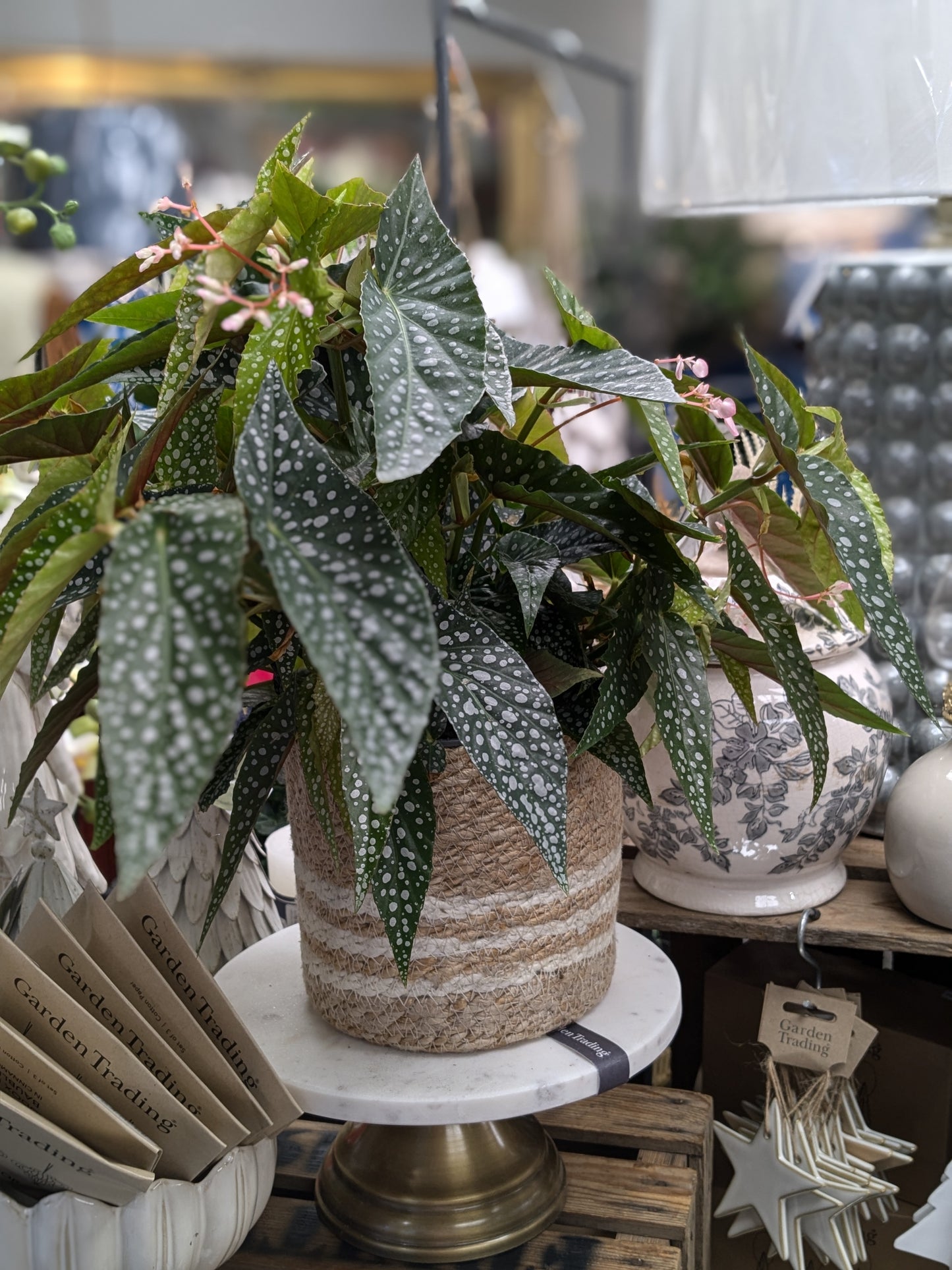 Polka Dot Begonia