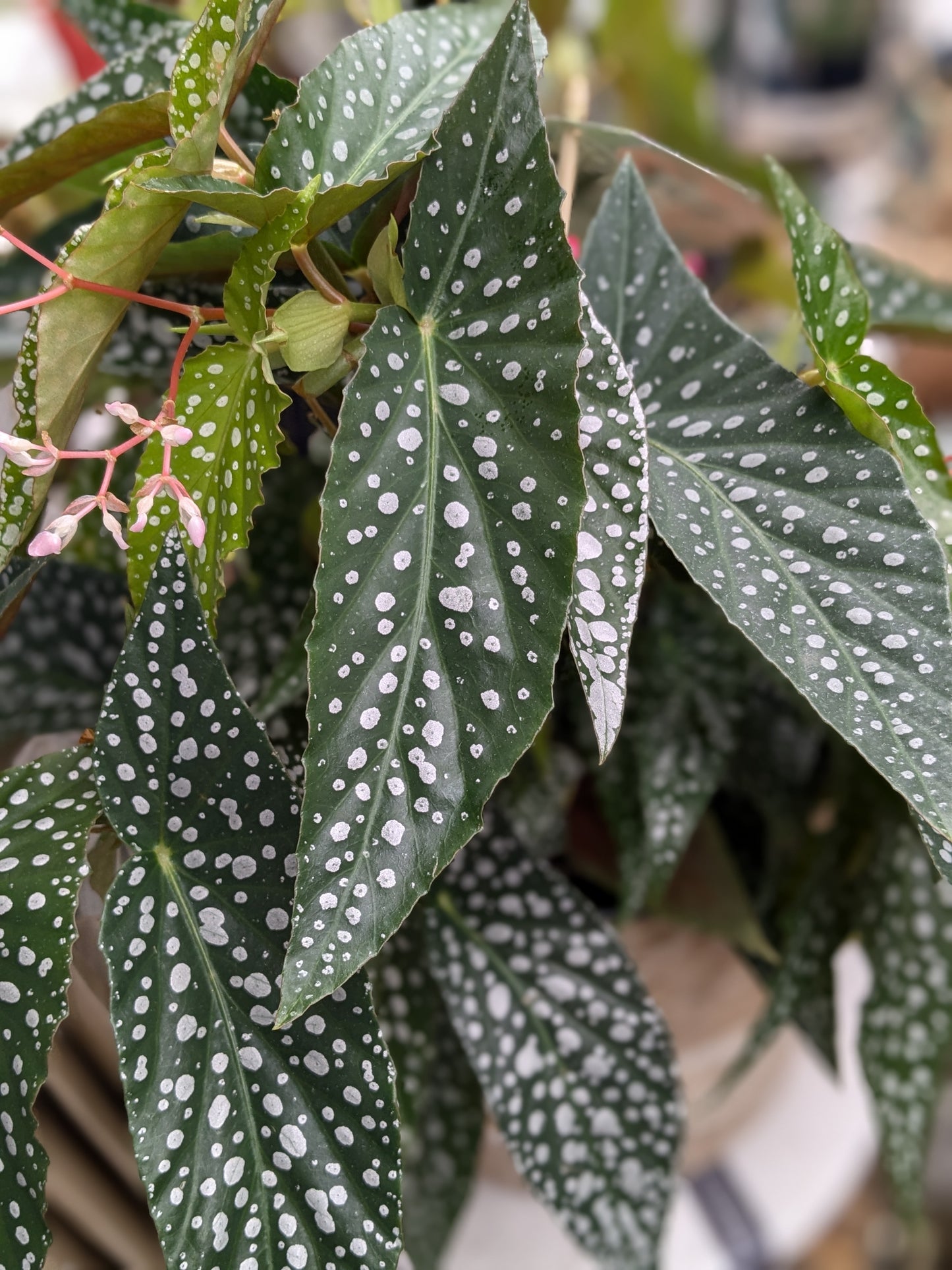 Polka Dot Begonia