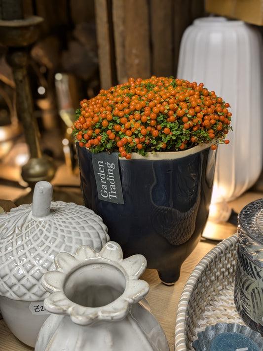 Pin Cushion Plant