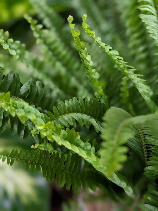 Boston Fern