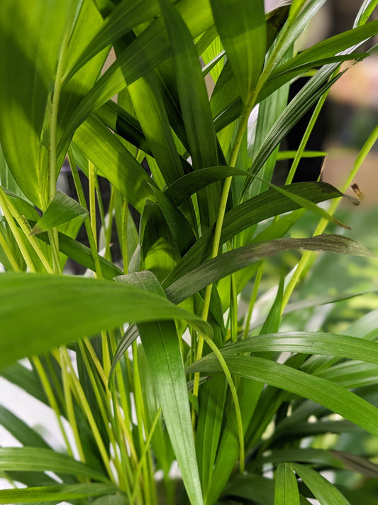 Areca Palm (Ceramic pot)