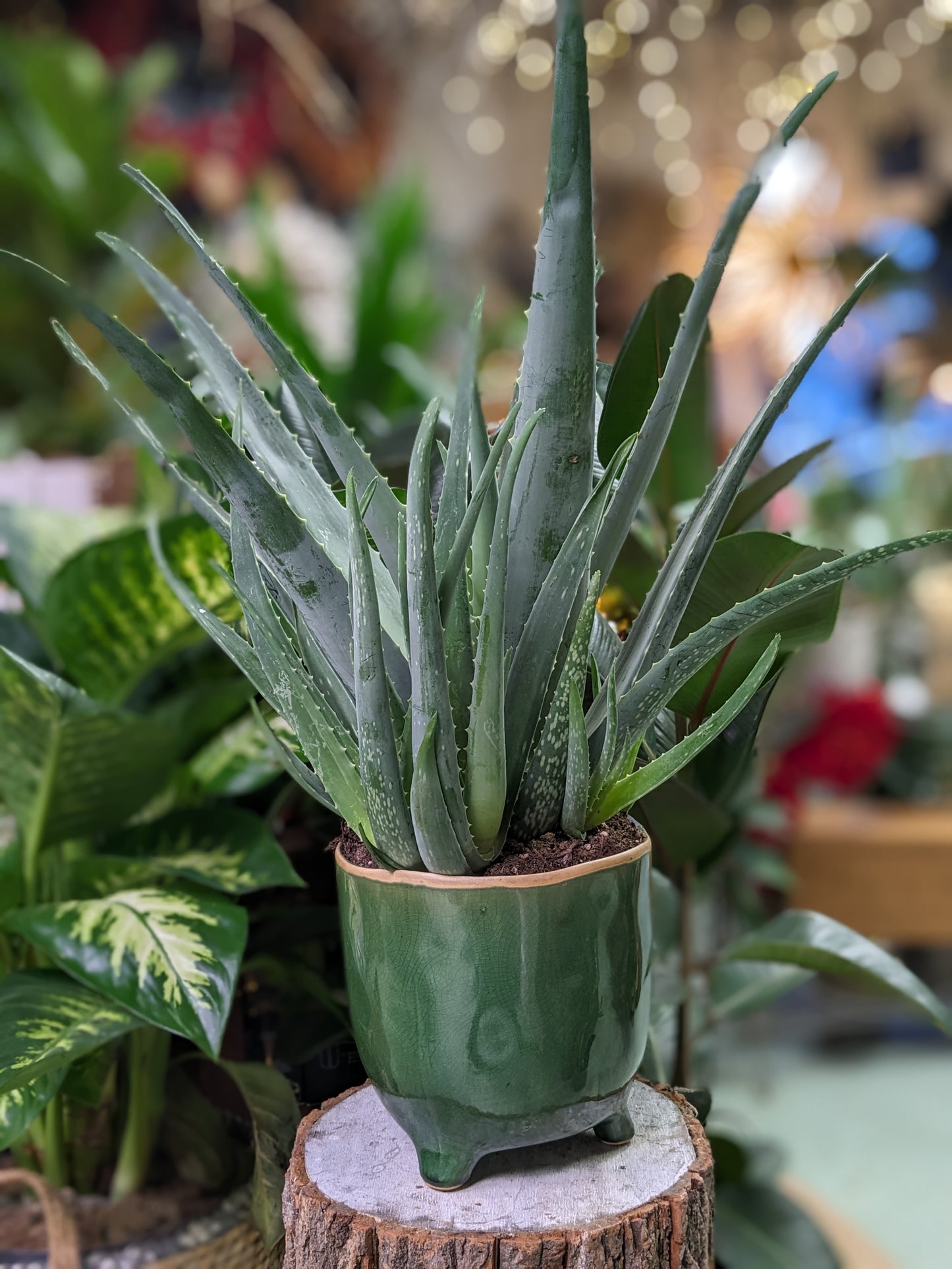 Aloe Vera (Ceramic pot)
