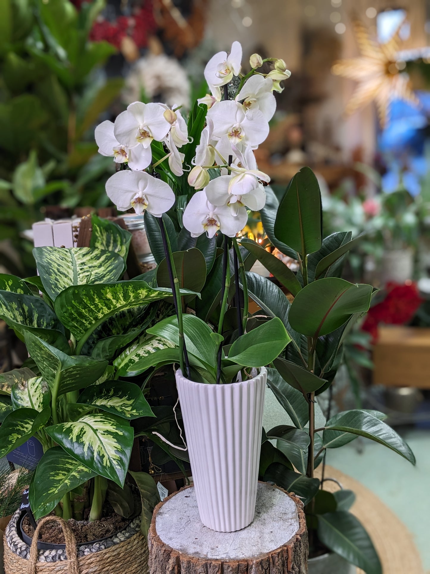 Orchid (Ceramic pot)