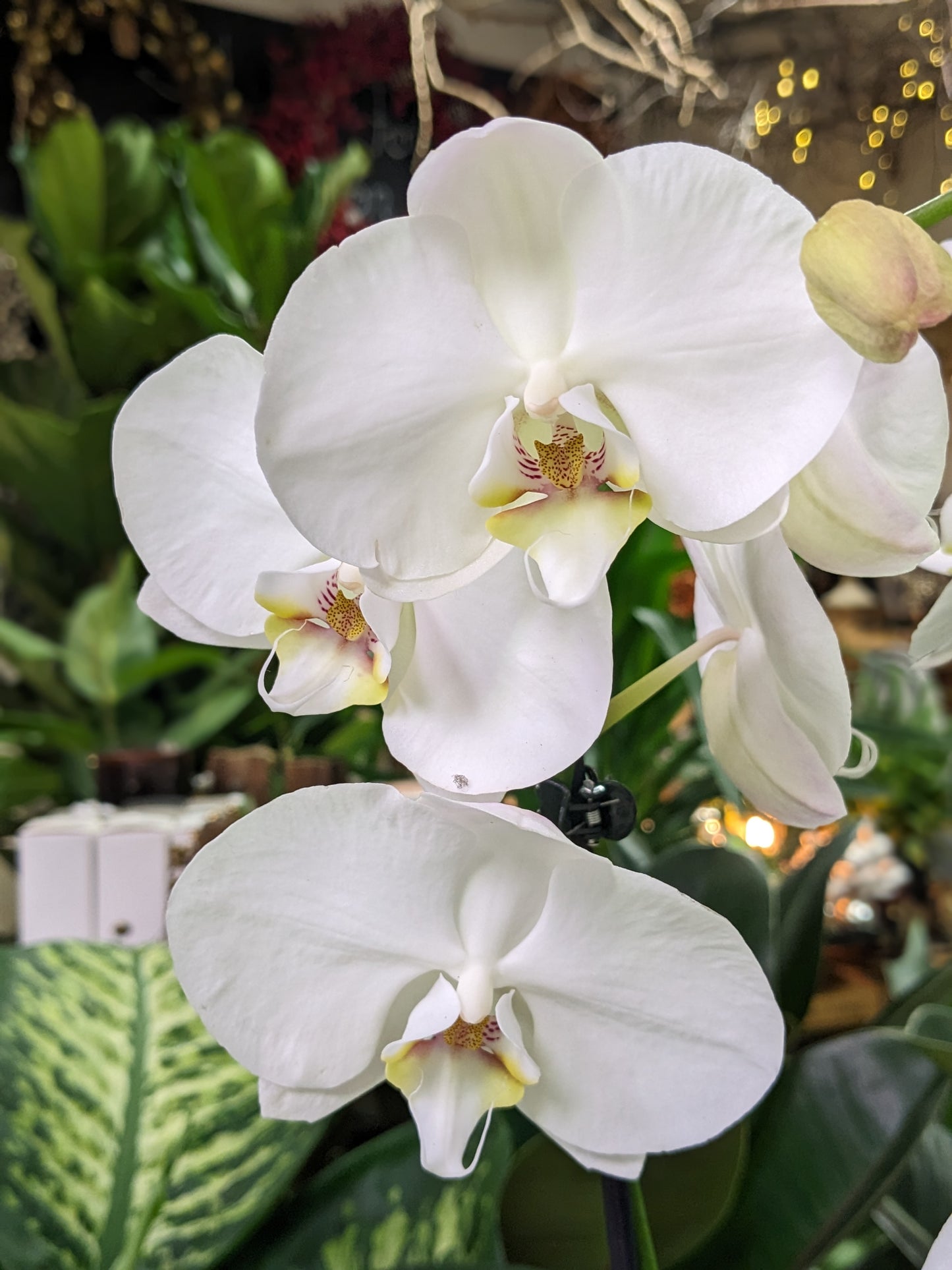 Orchid (Ceramic pot)